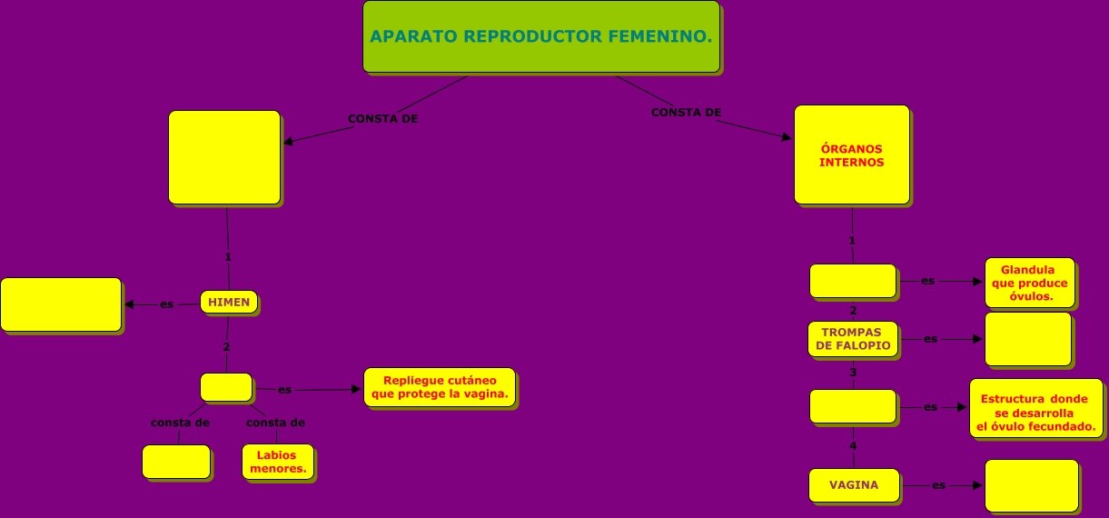 Mapa Conceptual Del Aparato Reproductor Femenino 4220